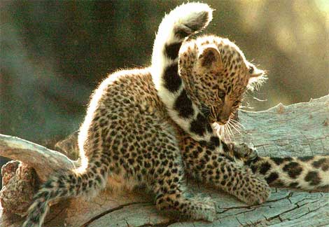 Leopardos bebés - Imagui