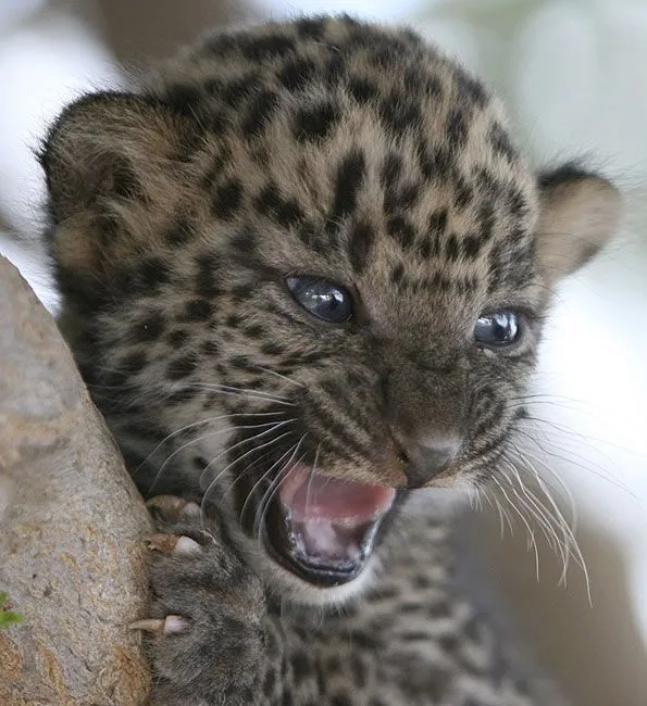 G1 > Ciência e Saúde - NOTÍCIAS - Bebê leopardo é apresentado ao mundo G1 > Ciência e Saúde - NOTÍCIAS - Bebê leopardo é apresentado ao mundo