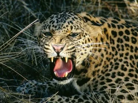 Imágenes de leopardos » LEOPARDOPEDIA