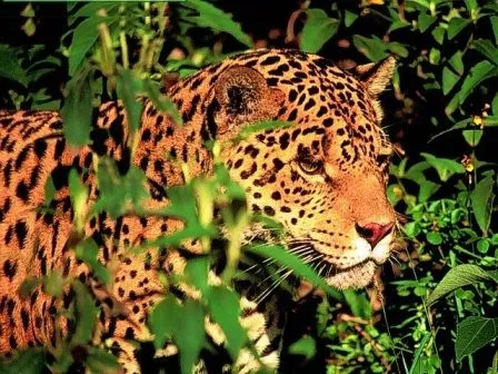 LEOPARDOPEDIA » Leopardos. Enciclopedia Especializada