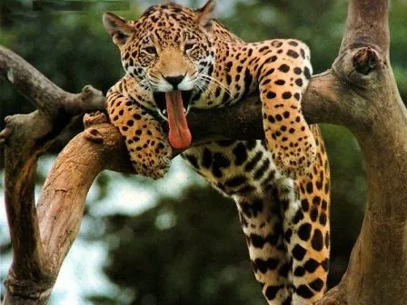 Imágenes de leopardos » LEOPARDOPEDIA