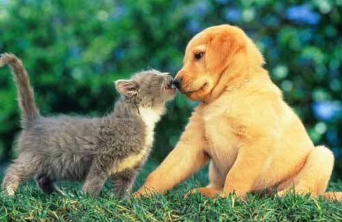 KoNkUrSo PeT♥♥♥: ¡¡¡14 de febrero dia de los perros y gatos!!!