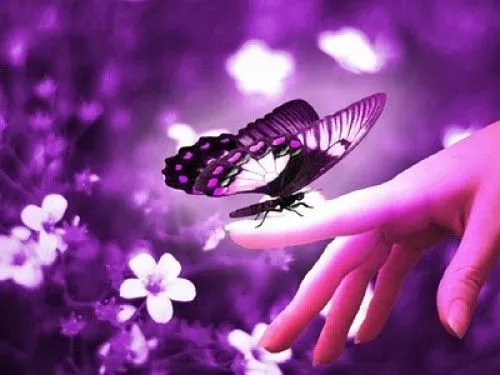 imágenes lindas de mariposas | Imagenes Tiernas - Imagenes de Amor imágenes lindas de mariposas | Imagenes Tiernas - Imagenes de Amor