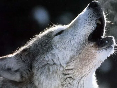 Un lobo aullando - Imagui