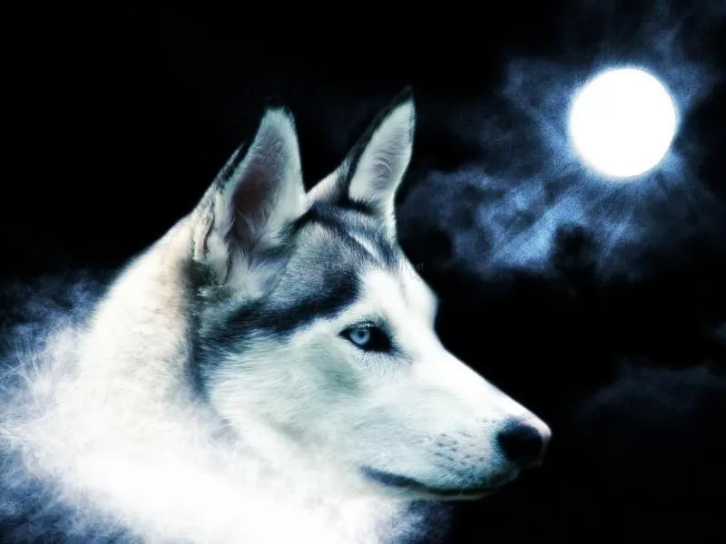 Imágenes De Lobo a la luz de la luna 1.0