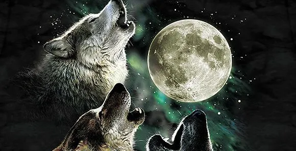 Lobos aullando a la luna. Empieza uno y todos le siguen. Como con los ...