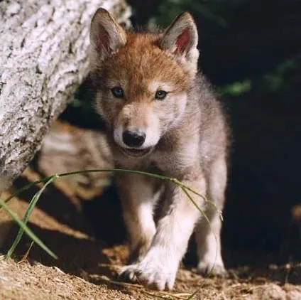 Imagenes de lobos bebés - Imagui