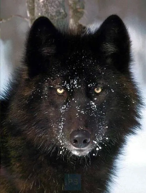 Fotos de lobos negros - Imagui