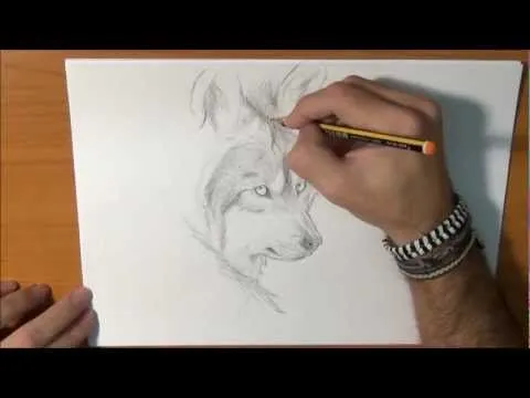 Imágenes de lobos siberianos a lápiz - Imagui