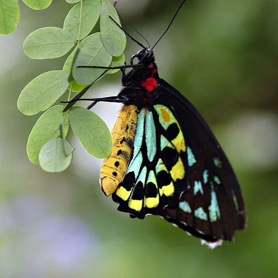 Imágenes: Mariposa “Reina Alexandra” | viviendo en la tierra