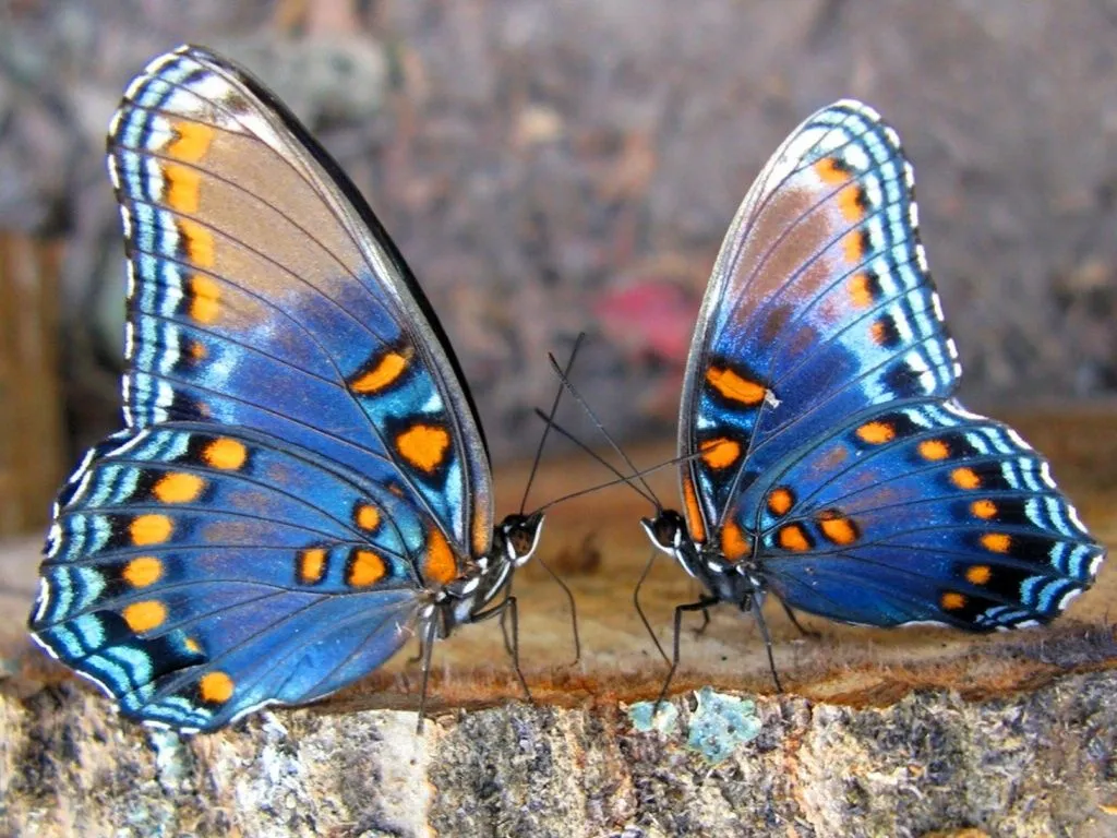 Imágenes: Mariposas azules | imagenesimagenes. Imágenes: Mariposas azules | imagenesimagenes.