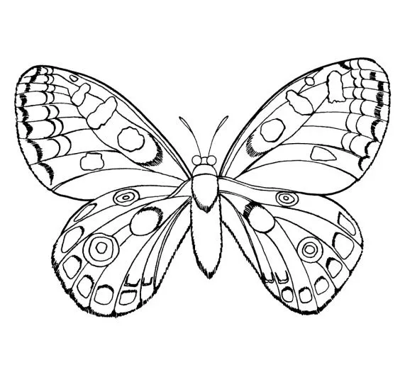 Imagenes de mariposas para colorear