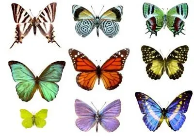 Imagenes mariposas reales volando - Imagui