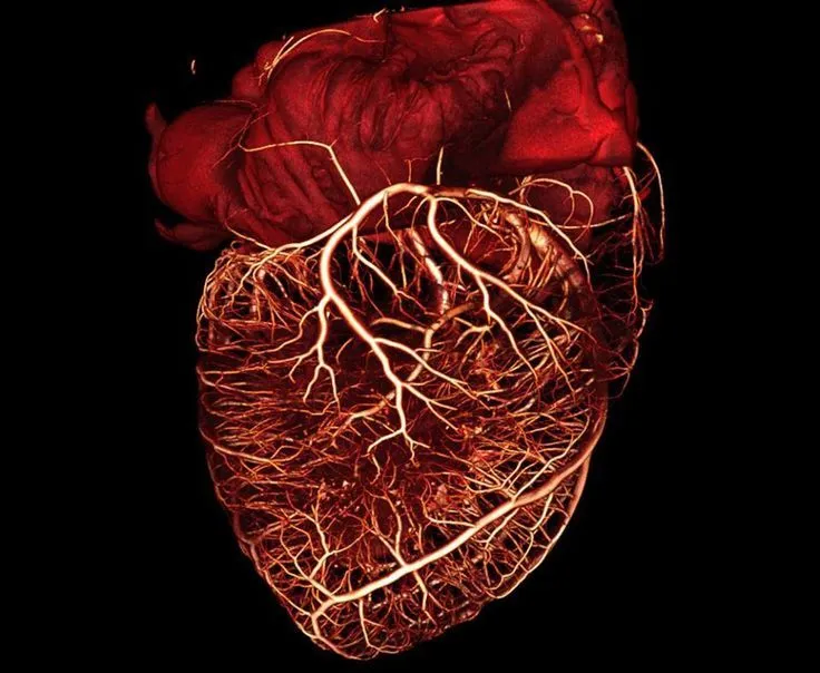 Imágenes de medicina y anatomía alucinantes on Pinterest | Blood ...