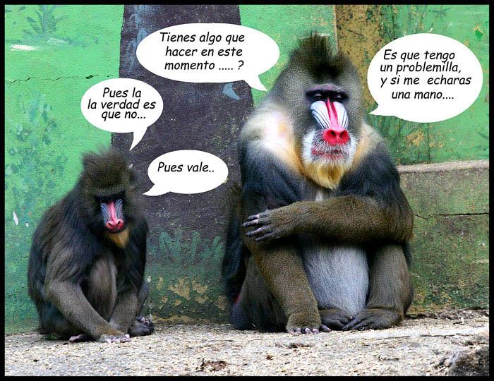 Imágenes de monos - Imagenes divertidas - imagenes graciosas