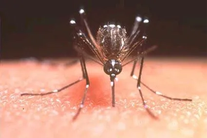 Imágenes del mosquito del dengue | MOSQUITOS