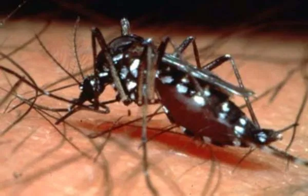 Imágenes del mosquito del dengue | MOSQUITOS