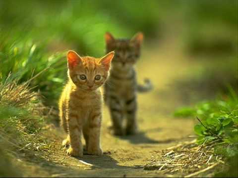 Gatitos tierno animados - Imagui