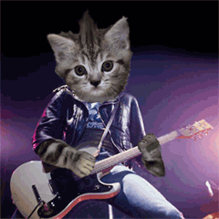 imagenes con movimiento de gatos gato tocando la guitarra gato ... imagenes con movimiento de gatos gato tocando la guitarra gato ...