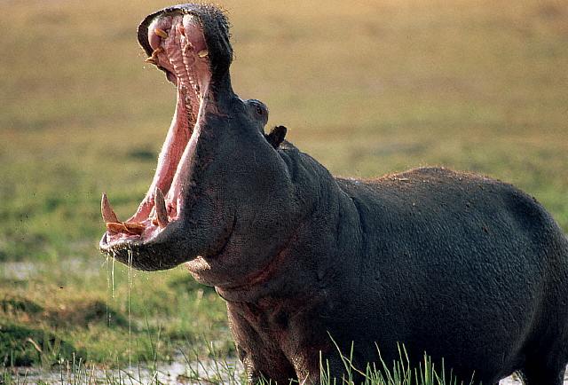 Imágenes del mundo animal: Hipopótamo