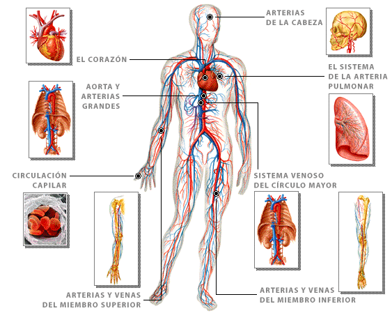 Imagenes del sistema circulatorio para imprimir - Imagui