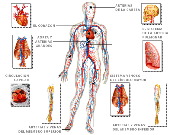 Laminas para niños del sistema circulatorio - Imagui
