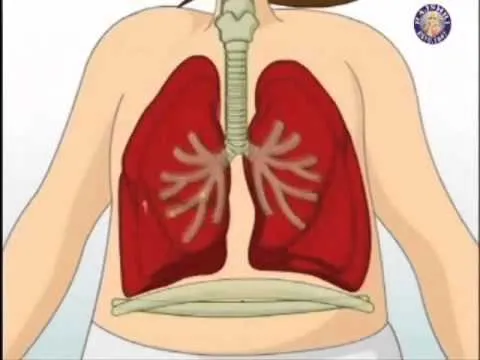 video los organos del cuerpo humano - YouTube