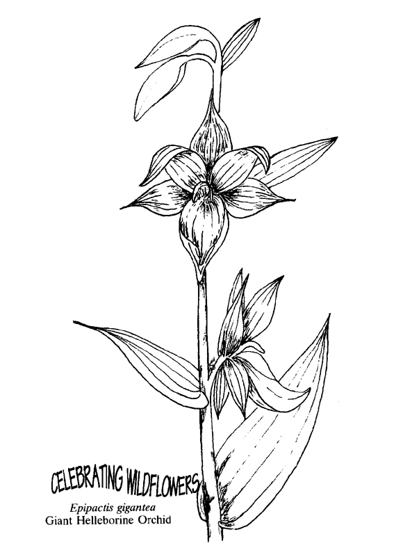 Imagenes de una orquidea para dibujar - Imagui