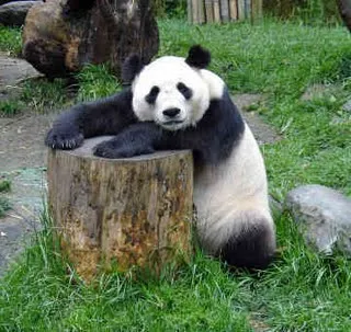 el nombre oso panda se aplica a dos especies del orden de los ...