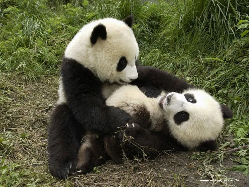Imagenes De Osos Pandas Animados