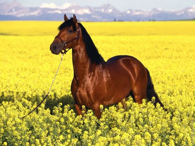 Imagenes de caballos en paisajes - Imagui