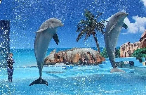 Imagenes de paisajes hermosos con delfines - Imagui