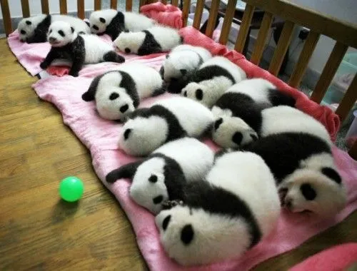 Pandas tiernos bebés de dibujo - Imagui