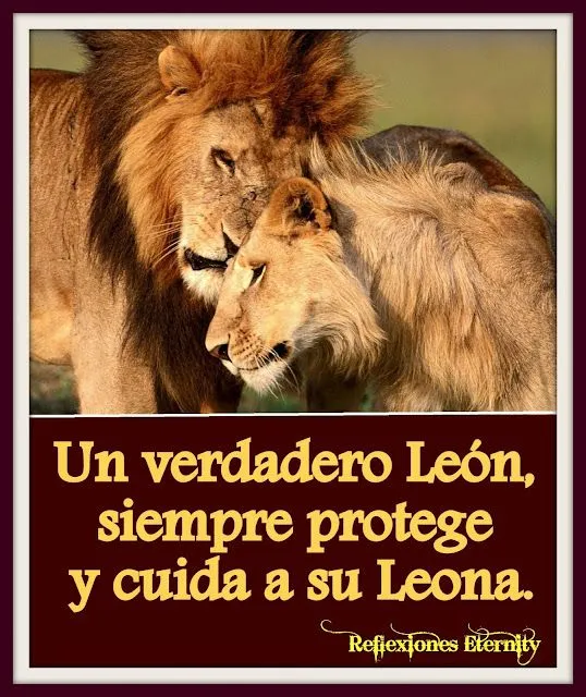 Imagenes de leones con frases de amor - Imagui