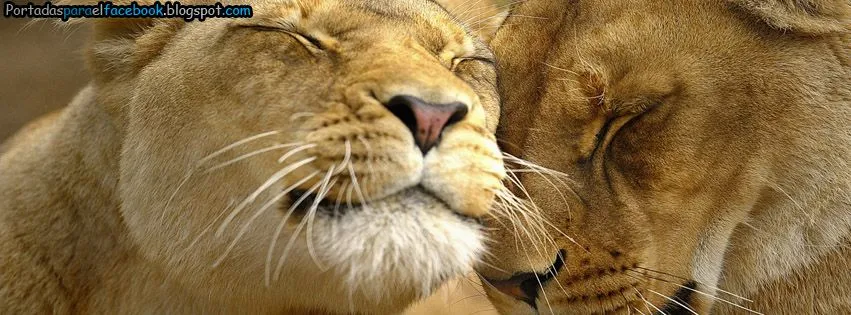 Imagenes de parejas de leones enamorados - Imagui Imagenes de parejas de leones enamorados - Imagui