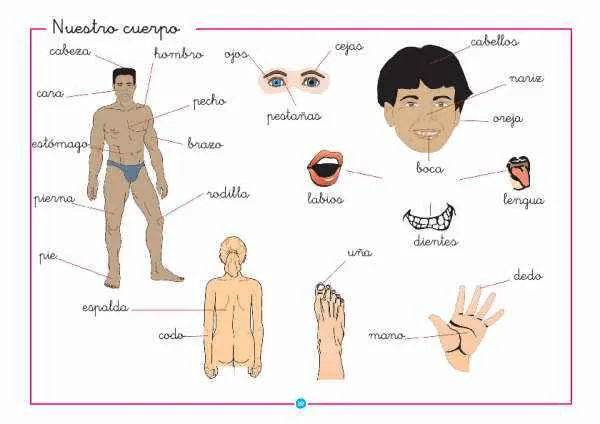 Las partes del cuerpo en inglés y español - Imagui