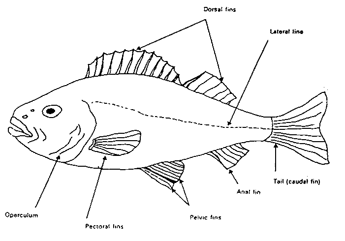 Imagenes de las partes de los peces - Imagui