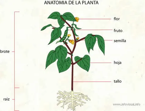 Imagenes - Las Partes de la Planta y sus Funciones.