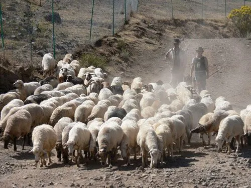 Imagenes de un pastor con ovejas - Imagui