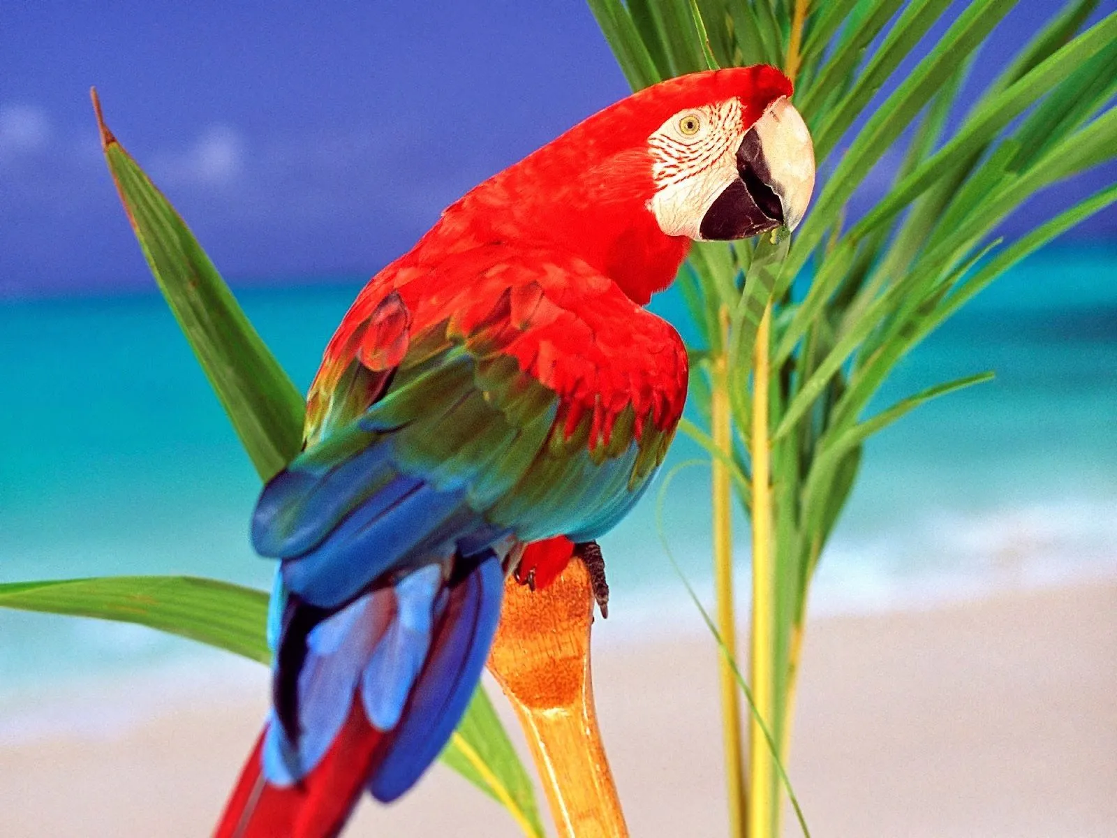 Imagenes de pericos | Imagenes Tiernas de Amor Imagenes de pericos | Imagenes Tiernas de Amor