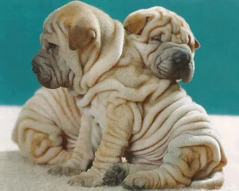 Dos perritos arrugados. | Flickr - Photo Sharing!