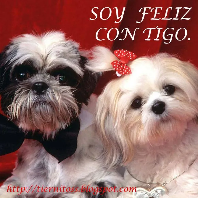 Imagenes de Perritos enamorados para facebook Gratis | Tiernitos ... Imagenes de Perritos enamorados para facebook Gratis | Tiernitos ...
