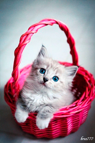 Imágenes perritos y gatitos tiernos y divertidos movimiento Imágenes perritos y gatitos tiernos y divertidos movimiento