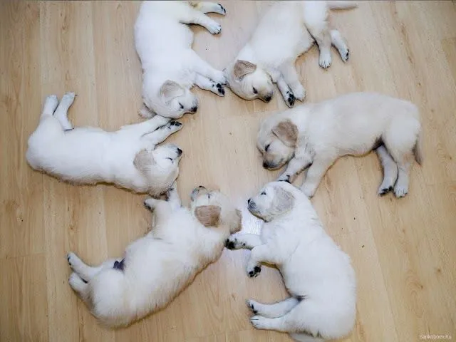 Imagenes de Perritos: Perritos bebés durmiendo Imagenes de Perritos: Perritos bebés durmiendo