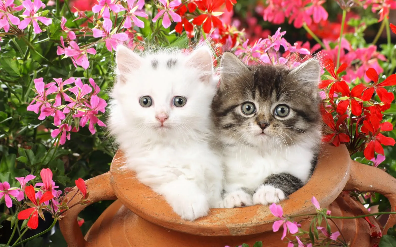 Imagenes De Perritos Tiernos Beb S Y Gatitos En Dibujos MEMES Pictures Imagenes De Perritos Tiernos Beb S Y Gatitos En Dibujos MEMES Pictures