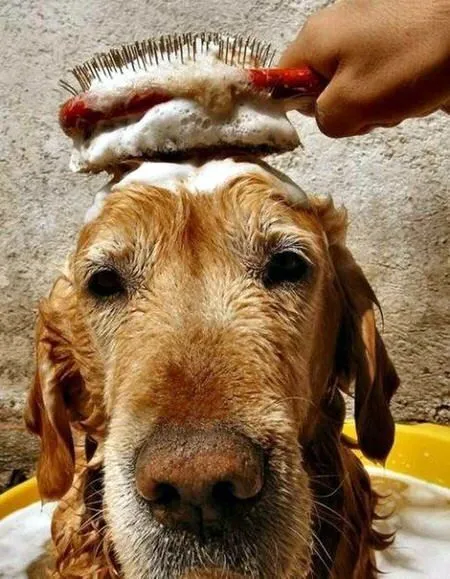 Imagenes de perros bañandose - Imagui