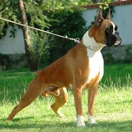 imagenes de perros boxer - Buscar con Google | dogs | Pinterest