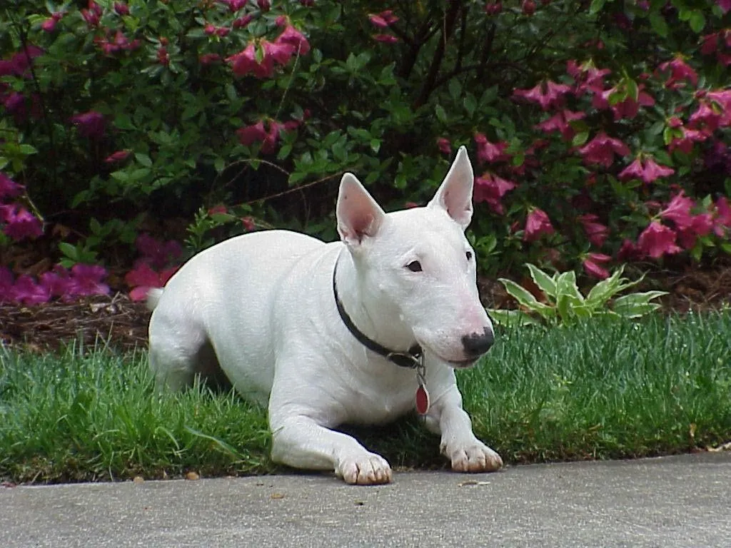 Imágenes de perros Bull Terrier Standard. Bull Terrier Standard Imágenes de perros Bull Terrier Standard. Bull Terrier Standard