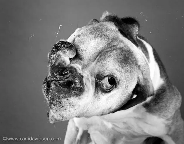 Fotos graciosas de perros en movimiento por Carli Davidson – BLOGERIN