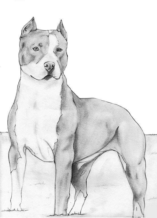 Dibujos a lapiz de perros pitbulls - Imagui